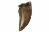 Serrated, Theropod (Raptor) Tooth - Montana #97431-1